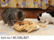 Kitten steals and eats pancakes on the table. Стоковое фото, фотограф Анна Кривицкая / Фотобанк Лори