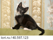 Funny black and white kitten. Стоковое фото, фотограф Анна Кривицкая / Фотобанк Лори