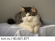 Gray and white norwegian forest cat. Стоковое фото, фотограф Анна Кривицкая / Фотобанк Лори