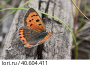 Бабочка Червонец пятнистый (Lycaena phlaeas) на сухом стволе дерева. Стоковое фото, фотограф Mixail59 / Фотобанк Лори