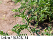 Chickpeas in garden with leaves. Chickpeas plant growing. Стоковое фото, фотограф Ольга Сейфутдинова / Фотобанк Лори