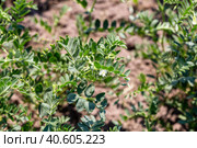 Chickpeas in garden with leaves. Chickpeas plant growing. Стоковое фото, фотограф Ольга Сейфутдинова / Фотобанк Лори