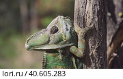 Portrait of elderly chameleon perched on tree trunk, puffing up. Veiled chameleon, Yemen chameleon or Cone-head chameleon (Chamaeleo calyptratus) Стоковое фото, фотограф Некрасов Андрей / Фотобанк Лори