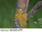 Tree trunk infected with fungi of the Teloschistaceae family. Стоковое фото, фотограф Володина Ольга / Фотобанк Лори