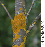 Tree trunk infected with fungi of the Teloschistaceae family. Стоковое фото, фотограф Володина Ольга / Фотобанк Лори