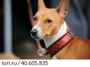 Typical Basenji dog in the spring garden. Стоковое фото, фотограф Анна Кривицкая / Фотобанк Лори