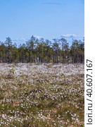 Landscape with swamp and blooming Eriophorum vaginatum. Стоковое фото, фотограф EugeneSergeev / Фотобанк Лори