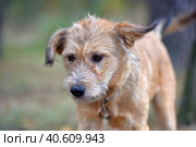 Brown dog mestizo terrier at animal shelter. Стоковое фото, фотограф Анна Кривицкая / Фотобанк Лори