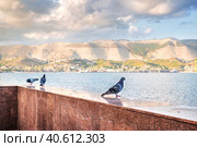 Голуби на парапете и солнечный порт, Черное море, набережная Адмирала Серебрякова, Краснодарский край, Новороссийск (2022 год). Стоковое фото, фотограф Baturina Yuliya / Фотобанк Лори