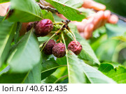 Cherry fruits on a tree affected by gray rot. Disease moniliosis on ripe berries. Стоковое фото, фотограф Коханова Наталья / Фотобанк Лори