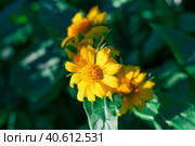 Yellow flowers of the perennial plant Gaillardia aristata Maxima Aurea bloom in the flower bed. Selective focus. Стоковое фото, фотограф Коханова Наталья / Фотобанк Лори