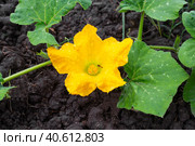A yellow flower on a pumpkin bush is pollinated by insects. Growing vegetables in the garden. Стоковое фото, фотограф Коханова Наталья / Фотобанк Лори