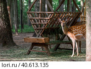 Portrait. A little fawn walks in a paddock on a ranch, on a private eco farm or in a contact zoo. Animal husbandry. Love for animals. Стоковое фото, фотограф Photojuli / Фотобанк Лори