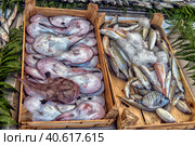 Various fish on the counter fish shop in Istanbul (2018 год). Редакционное фото, фотограф Анна Кривицкая / Фотобанк Лори