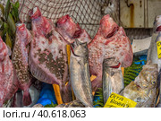 Various fish on the counter fish shop in Istanbul (2018 год). Редакционное фото, фотограф Анна Кривицкая / Фотобанк Лори