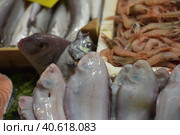 Solea solea in the fish market of Istanbul (2018 год). Редакционное фото, фотограф Анна Кривицкая / Фотобанк Лори