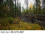 Поваленное дерево в осеннем лесу. Стоковое фото, фотограф Макаров Алексей / Фотобанк Лори