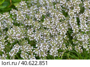 Thymus vulgaris - Thyme is herbaceous plant used as a medicine or spice. Стоковое фото, фотограф Володина Ольга / Фотобанк Лори