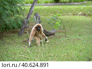 White-cheeked gibbon. Hylobates leucogenys. (2018 год). Стоковое фото, фотограф Анна Кривицкая / Фотобанк Лори