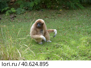 White-cheeked gibbon. Hylobates leucogenys. (2018 год). Стоковое фото, фотограф Анна Кривицкая / Фотобанк Лори