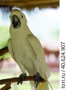 Sulphur Crested Cockatoo bird. Стоковое фото, фотограф Анна Кривицкая / Фотобанк Лори