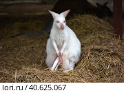 White kangaroo standing. Стоковое фото, фотограф Анна Кривицкая / Фотобанк Лори