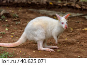 White kangaroo albino. Стоковое фото, фотограф Анна Кривицкая / Фотобанк Лори