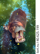 Hippopotamus  in water. Стоковое фото, фотограф Анна Кривицкая / Фотобанк Лори