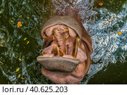Hippopotamus  in water. Стоковое фото, фотограф Анна Кривицкая / Фотобанк Лори
