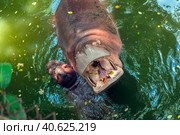 Hippopotamus  in water. Стоковое фото, фотограф Анна Кривицкая / Фотобанк Лори