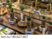 Cacti and other succulents for sale in a store (2019 год). Редакционное фото, фотограф Анна Кривицкая / Фотобанк Лори