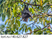 Flying foxes hanging on a tree. Стоковое фото, фотограф Анна Кривицкая / Фотобанк Лори