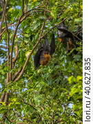 Flying foxes hanging on a tree. Стоковое фото, фотограф Анна Кривицкая / Фотобанк Лори