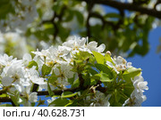 Ornamental plants close-up: blooming apple tree under the bright May sun. Vernal orchard branchlets: delicate snow-white flowers and fresh sunny-green foliage against a sky-blue, photo series (IV) Стоковое фото, фотограф Анатолий Власов / Фотобанк Лори