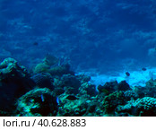 Coral reefs underwater. Стоковое фото, фотограф Анна Кривицкая / Фотобанк Лори