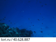 Coral reefs underwater. Стоковое фото, фотограф Анна Кривицкая / Фотобанк Лори