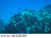 Coral reefs underwater. Стоковое фото, фотограф Анна Кривицкая / Фотобанк Лори