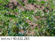 Chickpeas in garden with leaves. Chickpeas plant growing. Стоковое фото, фотограф Ольга Сейфутдинова / Фотобанк Лори