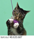 Playful tabby cat. Стоковое фото, фотограф Анна Кривицкая / Фотобанк Лори