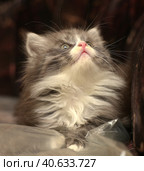 Siberian gray with white kitten. Стоковое фото, фотограф Анна Кривицкая / Фотобанк Лори