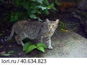 Stray tabby cat on the street, Стоковое фото, фотограф Анна Кривицкая / Фотобанк Лори