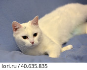 White albino cat. Стоковое фото, фотограф Анна Кривицкая / Фотобанк Лори