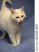 White albino cat. Стоковое фото, фотограф Анна Кривицкая / Фотобанк Лори