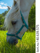 A white horse eats fresh young grass in a meadow. Стоковое фото, фотограф Ярославский Максим / Фотобанк Лори