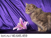Beautiful fluffy gray cat and flower. Стоковое фото, фотограф Анна Кривицкая / Фотобанк Лори