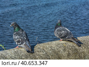A series of images. Two blue pigeons are sitting on a stone surface. Birds are engaged in a love game. They kiss and copulate. There is a water space in the background. Стоковое фото, фотограф Владимир Ендовицкий / Фотобанк Лори