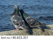 A series of images. Two blue pigeons are sitting on a stone surface. Birds are engaged in a love game. They kiss and copulate. There is a water space in the background. Стоковое фото, фотограф Владимир Ендовицкий / Фотобанк Лори