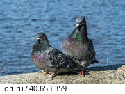 A series of images. Two blue pigeons are sitting on a stone surface. Birds are engaged in a love game. They kiss and copulate. There is a water space in the background. Стоковое фото, фотограф Владимир Ендовицкий / Фотобанк Лори