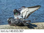 A series of images. Two blue pigeons are sitting on a stone surface. Birds are engaged in a love game. They kiss and copulate. There is a water space in the background. Стоковое фото, фотограф Владимир Ендовицкий / Фотобанк Лори