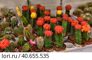 Russia, St. Petersburg, 15,08,2017 Cactus in pots on the supermarket shelves. Редакционное фото, фотограф Анна Кривицкая / Фотобанк Лори